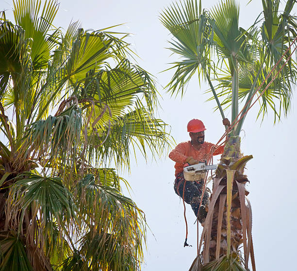 Tree Removal for Businesses in Newport, NC